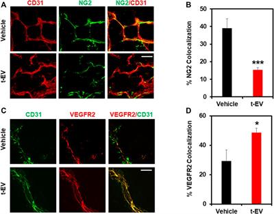 Tumor-Derived Extracellular Vesicles Induce Abnormal Angiogenesis via TRPV4 Downregulation and Subsequent Activation of YAP and VEGFR2